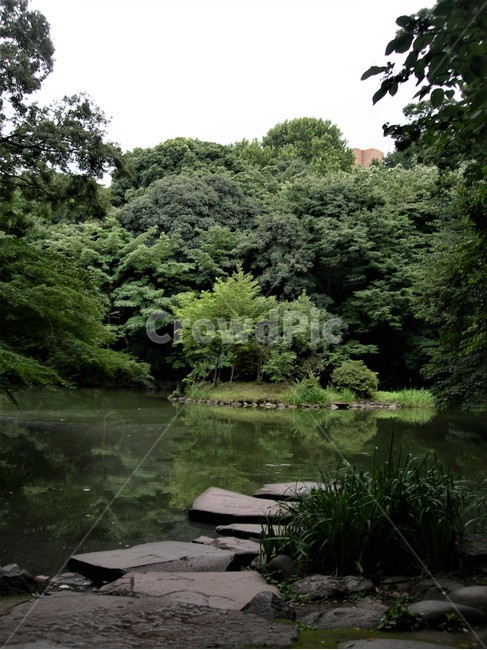 산시로연못,연못,돌다리,도쿄대학,자연,outdoors,옥외,물,water,nature,수풀,forest