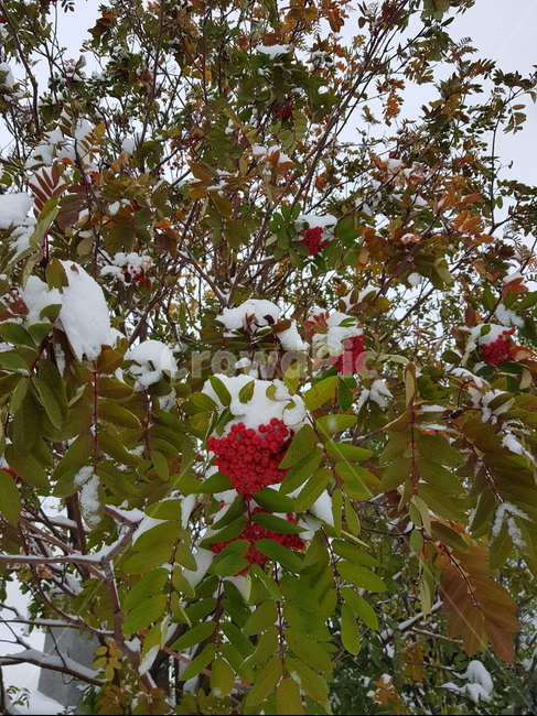 첫눈,눈,snow,나무,열매,겨울,계절,winter,season,과일,열매,fruit