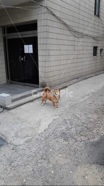 시바,견,강아지,길거리,개,동물,animal,포유류,mammal,개,강아지,dog,doggy