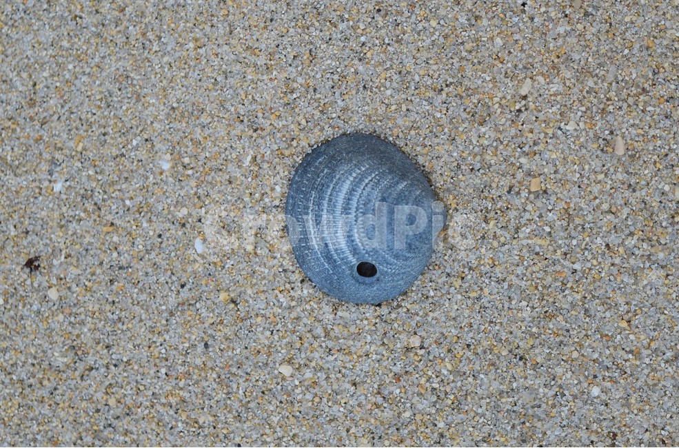 바다,해변,조개,모래,아름다움,자연,여름,휴가,힐링,고요,배경화면,shellfish,clam,ocean,beach,wave,sand,sea,sandy,nature,blue,beautiful,background,water,summer,해변,바다,beach,sea