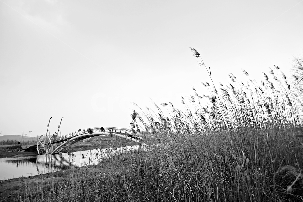 미생의다리,다리,갯벌,바다,생태공원,자연,배경,풍경,자연,풍경,nature,landscape,흑백,모노톤,monochrome,black and white,grass,잔디,plant,식물,lawn,reed,갈대
