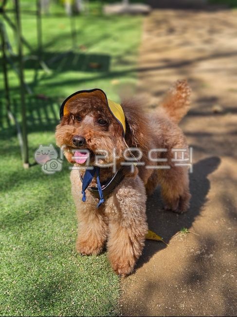 Pets,dog wearing a hat,animal,dog,pet,brown poodle