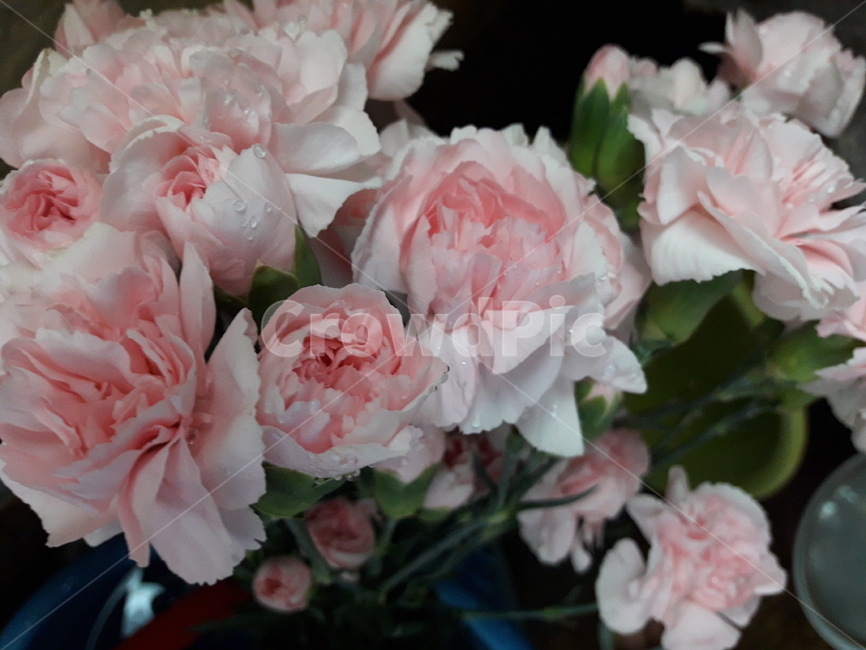 카네이션,꽃,어버이날,분홍,자연,꽃,flower,기념일,축하,anniversary,congratulation,celebrate,celebration