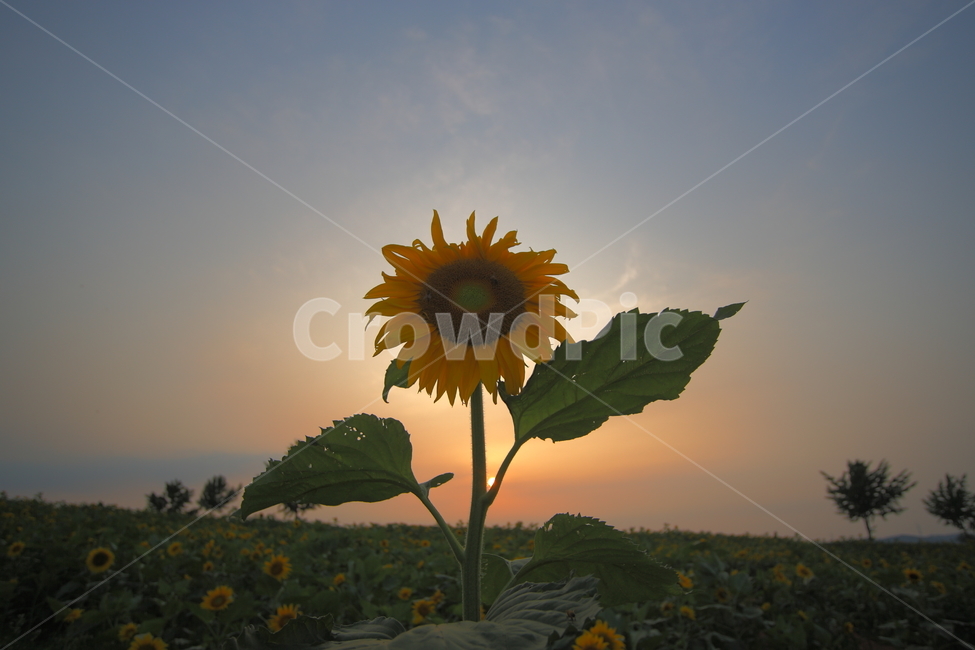 해바라기,식물,석양,일몰,sunflower,botanical,sunset,여름,계절,summer,season,가을,fall,autumn,식물,자연,plants,nature,꽃,flower,plant,blossom