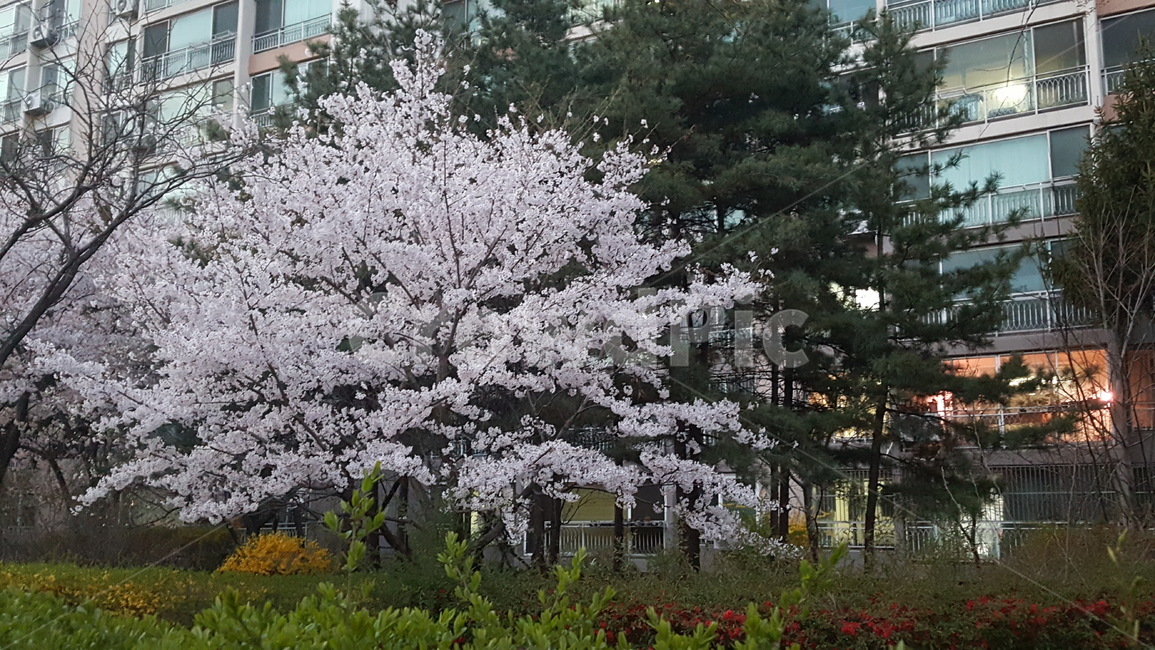 벚나무,벚꽃,한그루,꽃나무,산책로