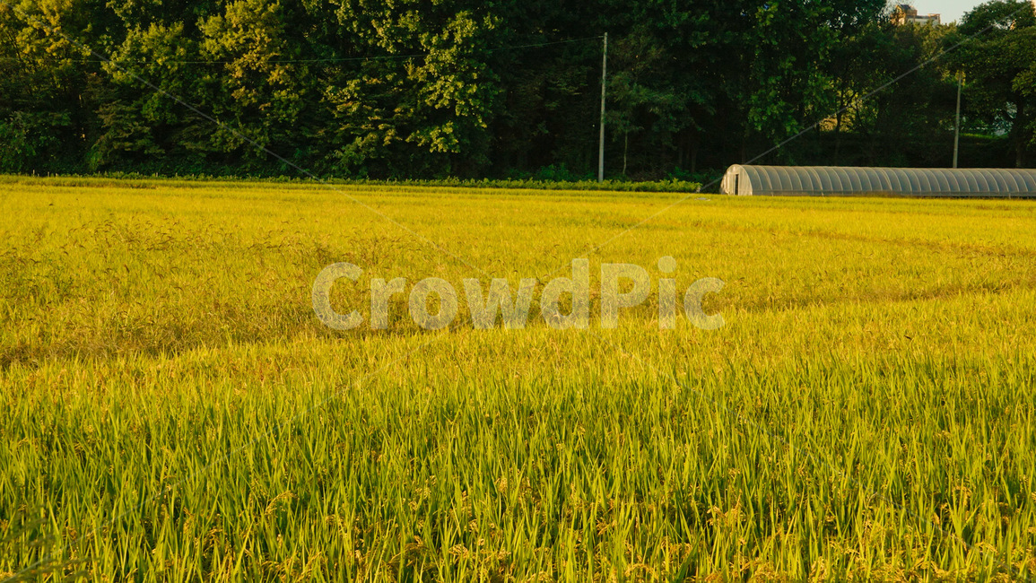 논,벼,가을,농사,시골,벼농사,가을,계절,fall,autumn,season,산업,industry,industrial,농업,농사,agriculture,farming,farming industry,field,들,outdoors,옥외,grassland,목초지,nature,자연