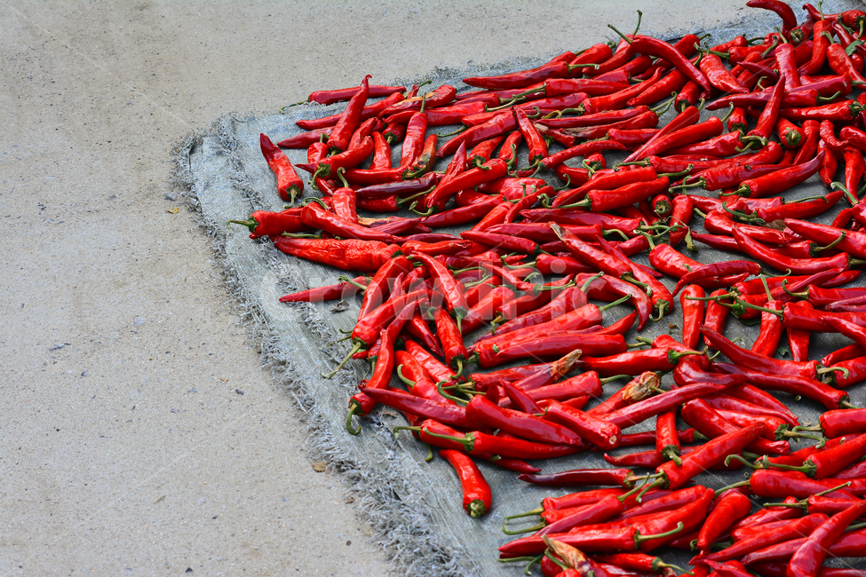 고추,양념,매운맛,빨간고추,건고추,열매,김치재료,캡사이신,hotpepper,red,빨강색,자극적,김치양념,고추장,고춧가루,식재료,food,아열대식물,농업,밭농사,수확,태양초,말리다,건조,고추말리기,음식재료,요리재료,건강식품,음식,식재료,요리,food,cook,meal,dishes,food reserves