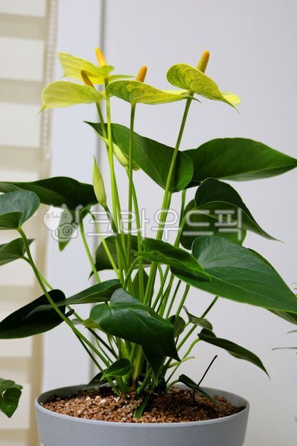 Cheonnam and,nature,air purifying plants,leaf,Anthurium flower,ornamental,foliage plant,flower,Anthurium,petal,leaves,pot,plant,tropical plants