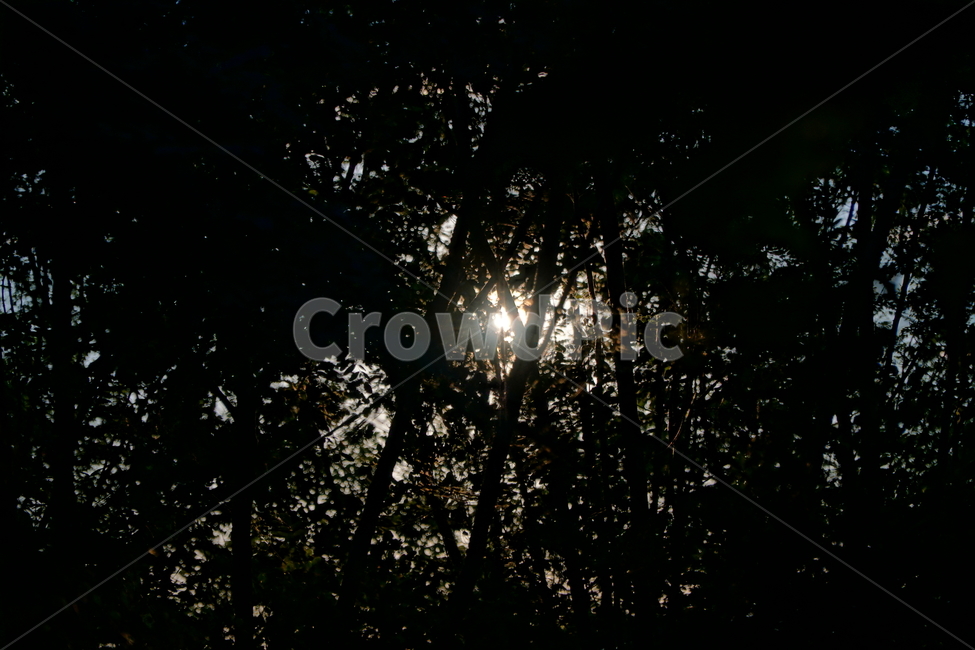나무,자연,숲,숲속,산,산속,실루엣,역광,햇빛,햇살,빛,명암,tree,sun,nature,light,sunlight,ray,wood,forest,산림,삼림,태양,식물,plant