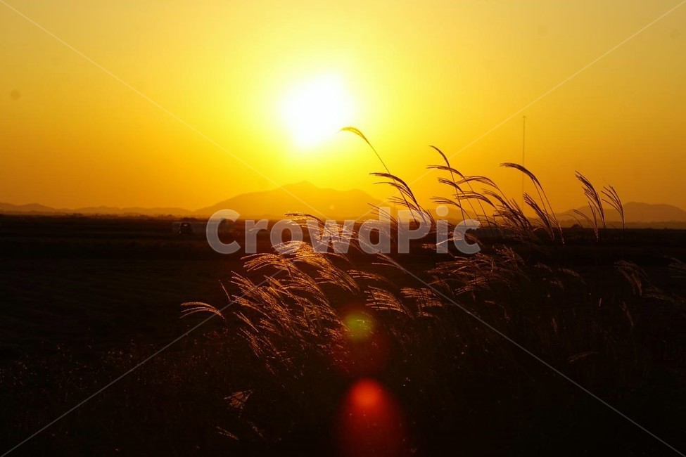 가을,억새,식물,자연,일몰,태양,nature,fall,감성,서정,autumn,가을,계절,fall,autumn,season,자연,풍경,nature,landscape,light,빛,flare,플레어,outdoors,옥외,sunlight,햇빛