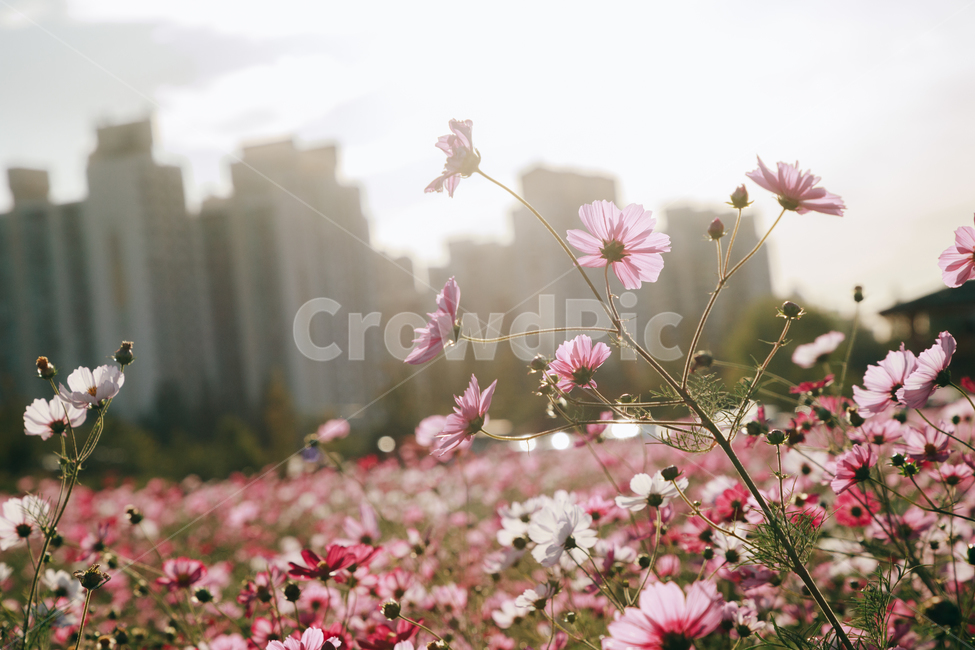 코스모스,꽃,자연,식물,가을,아름다운,commoncosmos,가을,계절,fall,autumn,season,식물,자연,plants,nature,꽃,flower,plant