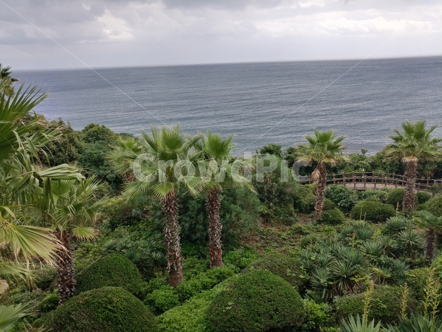 휴가,여행,제주도,관광지,자연,경치,바다,바닷가,자연,풍경,nature,landscape,한국자연풍경,한국자연경관,korea nature landscape,제주도,jeju,jeju island,summer,여름,vegetation,초목,plant,식물