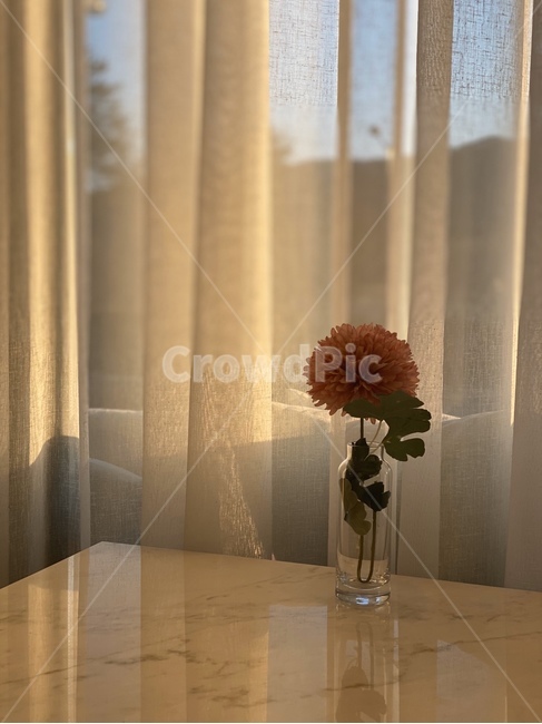 homedecor,가정장식,plant,식물,꽃,flower,커튼,커텐,curtain,해질녘,sunset