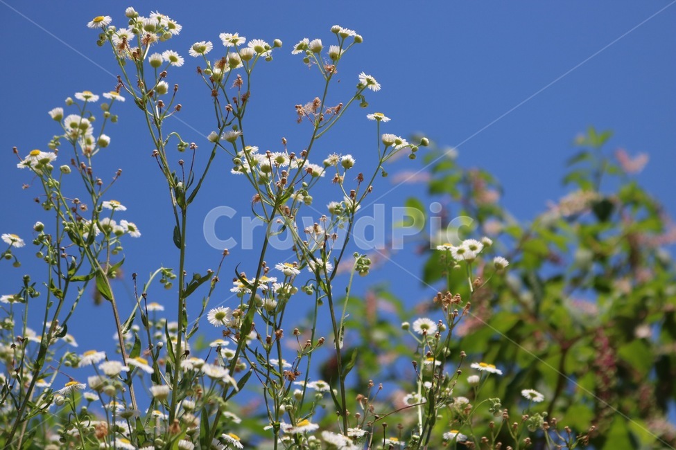 여름,하늘,자연,파랑,꽃,계란꽃,식물,초록,흰색,노랑,summer,natsu,sky,sora,nature,blue,ao,flower,hana,eggflower,tamagohana,plants,shokubutsu,green,midori,white,shiro,yellow,kiiro,식물,자연,plants,nature,꽃,flower