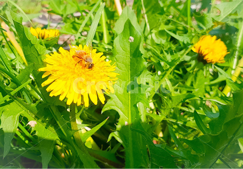민들레,벌,봄,야생화,꽃,식물,자연,plants,nature,꽃,flower,동물,animal,곤충,벌레,insect,bug
