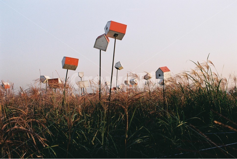 억새,하늘공원,노을,식물,plant