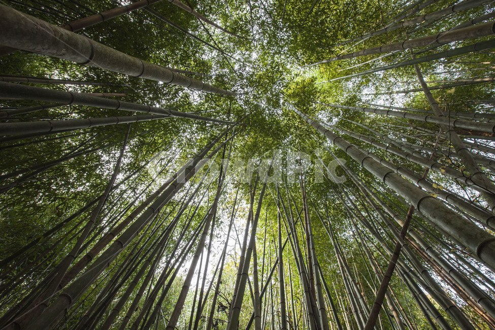 감성,가을,대나무숲,대나무,절개,자연,풍경,nature,landscape,식물,plants,나무,trees,wood,휴식,힐링,rest,relaxation,healing,plant