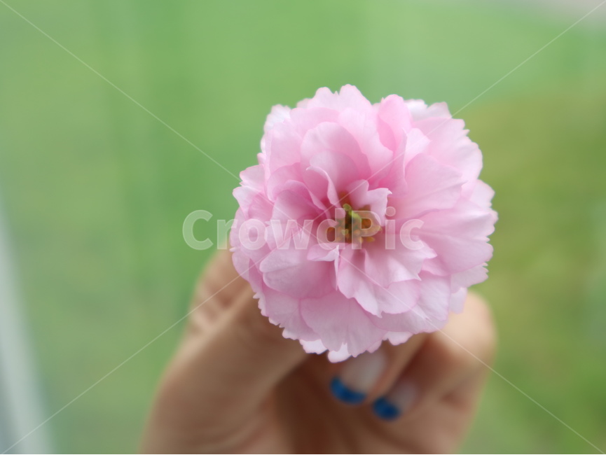 꽃,벚꽃,봄,분홍,겹벚꽃,자연,꽃,flower