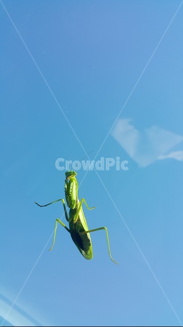 사마귀,하늘,파란하늘,곤충,animal