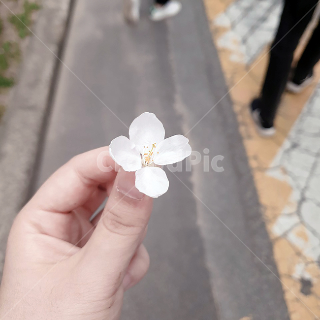 벚꽃,길거리,봄,꽃,손,꽃잎,길