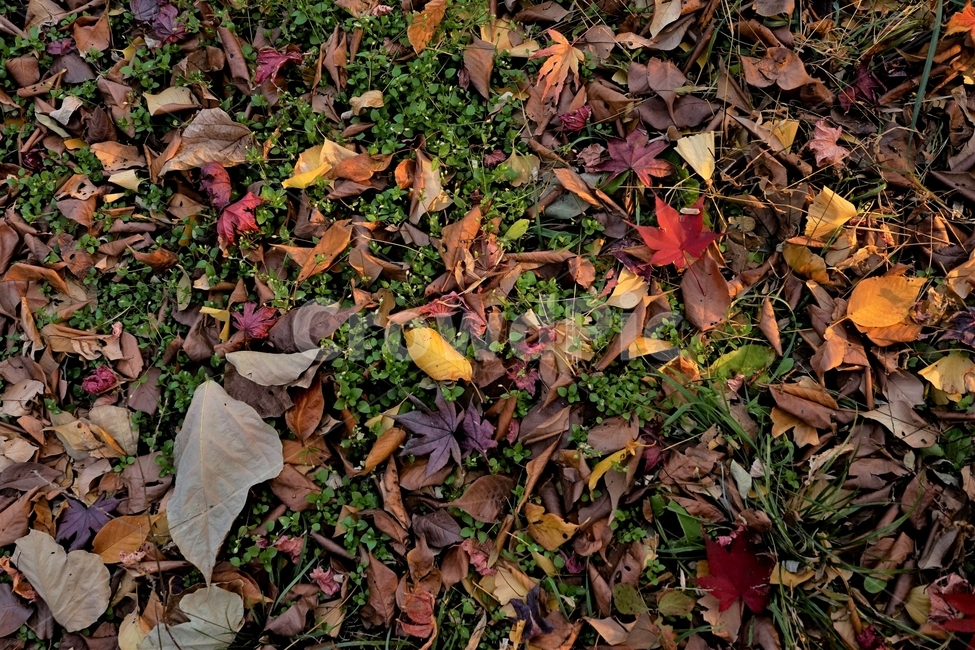 가을,낙엽,계절,autumn,fall,nature,fallenleaves,leaf,colorful,가을,계절,fall,autumn,season,plant,식물,잎,ground,바닥