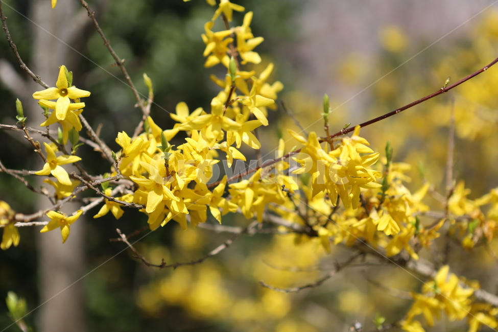 4월,봄,벚꽃,개나리,꽃,봄,계절,spring,season,식물,자연,plants,nature,꽃,flower,plant