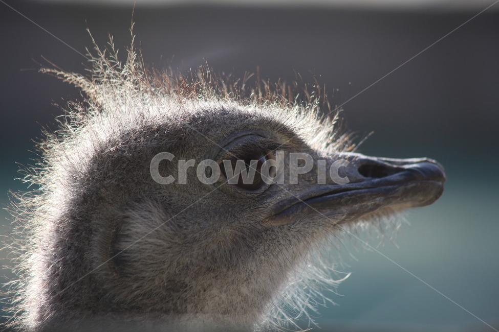 타조,동물,새,animal,ostrich,동물,animal,조류,새,birds