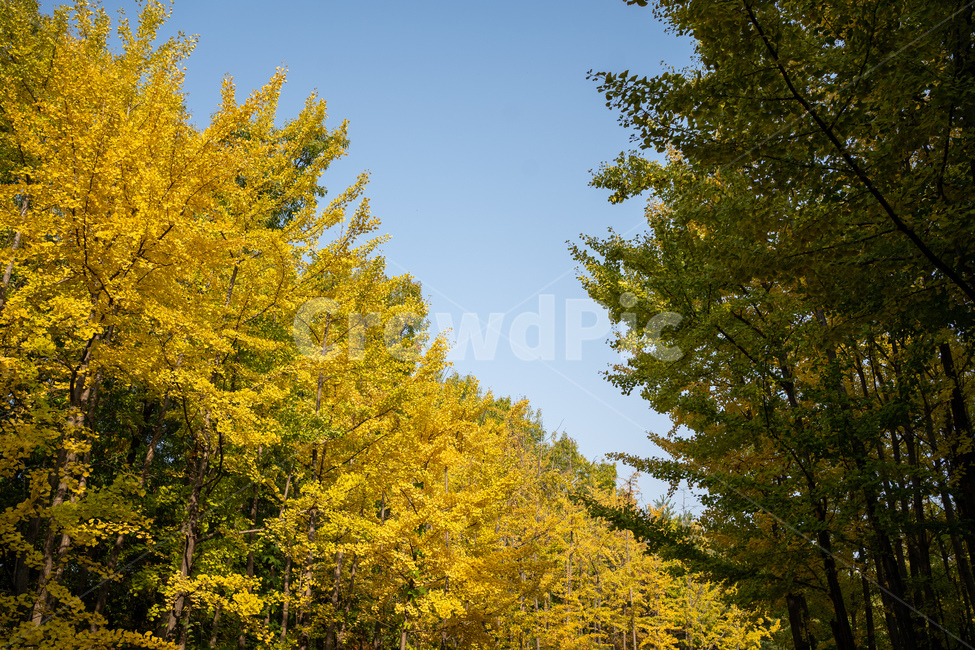 tree,나무,plant,식물,treetrunk,나무줄기,가을,단풍,숲,forest,은행나무,가을,계절,fall,autumn,season