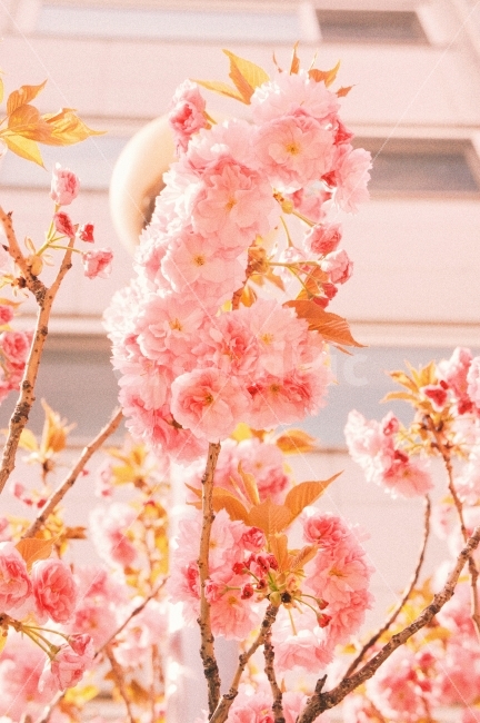 봄,자연,꽃,감성,감성사진,햇살,햇빛,분홍,cherryblossom,spring,sunshine,nature,flower,film,pink,봄,계절,spring,season,식물,자연,plants,nature,꽃,flower,감성,sensible,feeling,색깔,색상,색채,색감,color sense,color sensitivity,feeling of color,plant,blossom