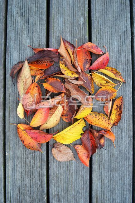 fallen leaves,red fallen leaves,plant,yellow,Collecting fallen leaves,autumn,leaf,circle,autumn tree mouth,collect,Orange
