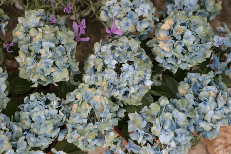 꽃,보라색꽃,허브꽃,봄꽃,flower,수국,식물,자연,plants,nature,꽃,flower