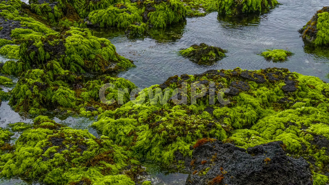 바다,물가,제주도,현무암,이끼,자연,풍경,nature,landscape,한국자연풍경,한국자연경관,korea nature landscape,plant,식물,algae,조류