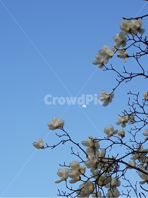 꽃,비행기,달,하늘,맑은하늘,목련,백목련,봄,꽃구경,봄,계절,spring,season,식물,자연,plants,nature,꽃,flower
