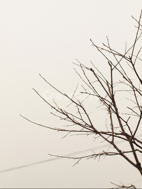 하늘,나무,겨울,흐림,풍경,식물,자연,plants,nature