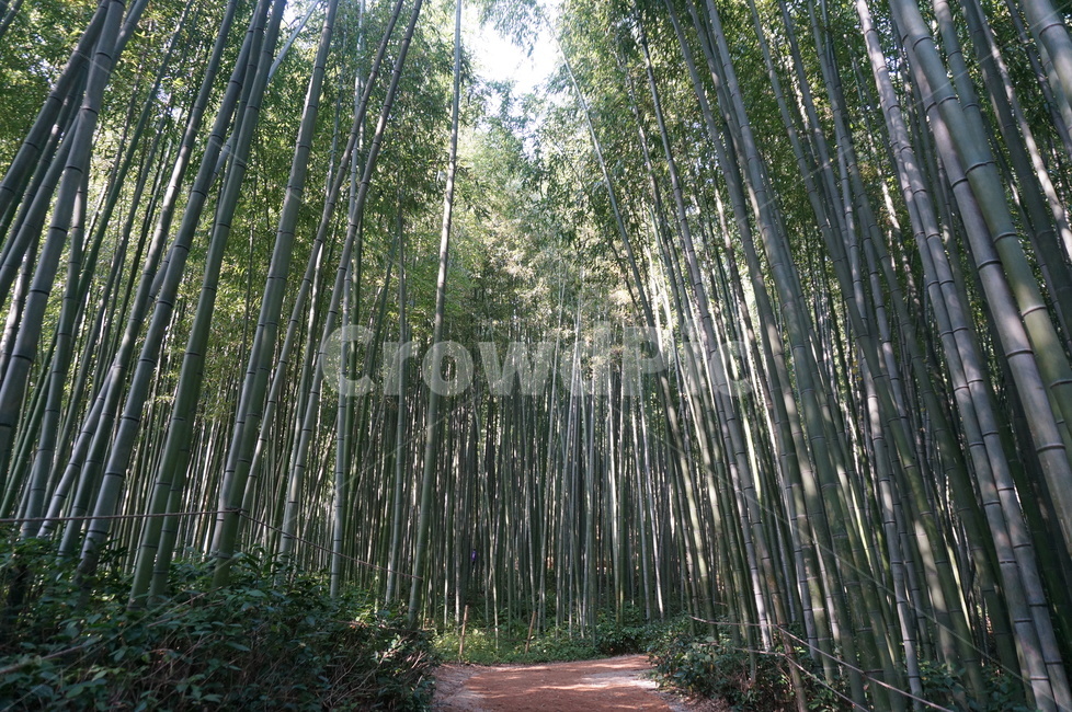 대나무,대나무숲,자연,힐링,힐링숲,자연,풍경,nature,landscape,plant,식물