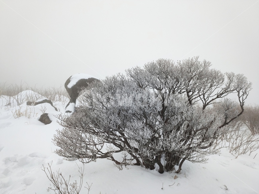 지리산,노고단,경치,등산,겨울산,정상,상고대,snow,눈,winter,겨울,nature,자연,blizzard,눈보라