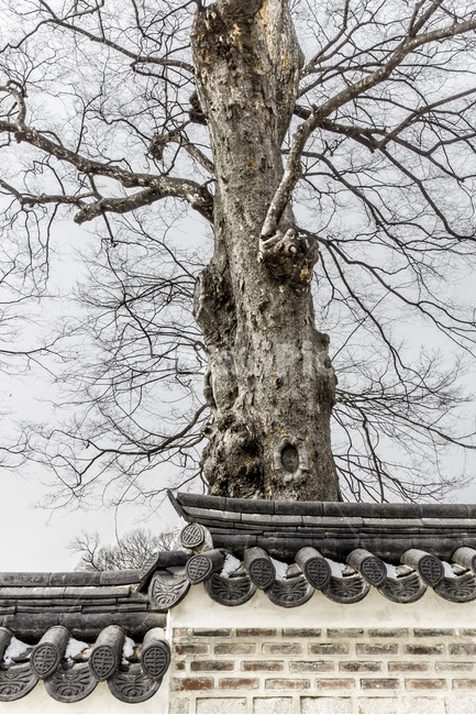 고목,기와,담벼락,돌담,고궁,전통,한국전통,한국문화,korean traditional,korean culture,식물,자연,plants,nature,나무,trees,wood,건축물,건물외관,exterior,building,structure,architecture,construction