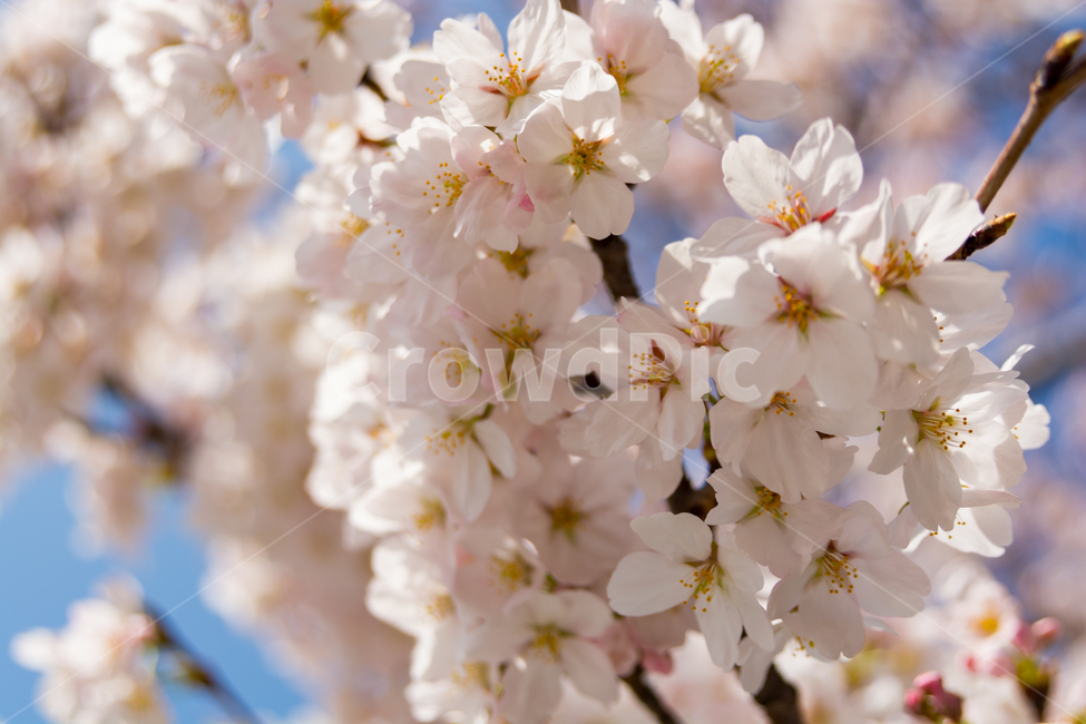 	봄,벚꽃,cherryblossom,꽃,자연,풍경,하늘,감성,봄,계절,spring,season,식물,자연,plants,nature,꽃,flower,plant,blossom