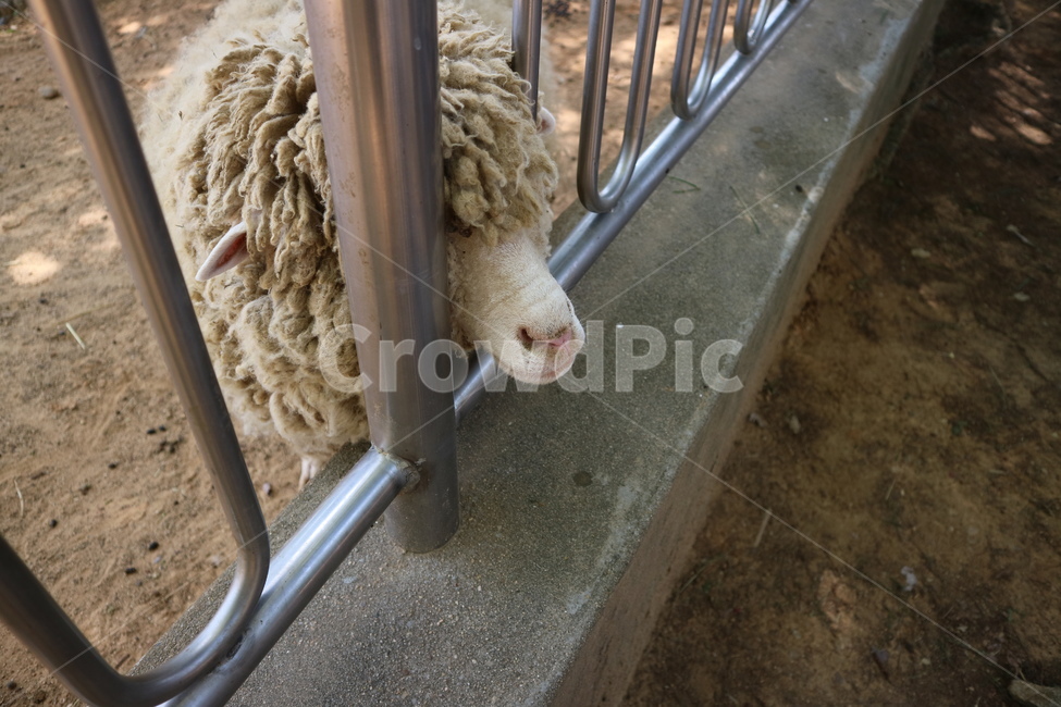 양,동물,동물원,sheep,animal,zoo,동물,animal,포유류,mammal