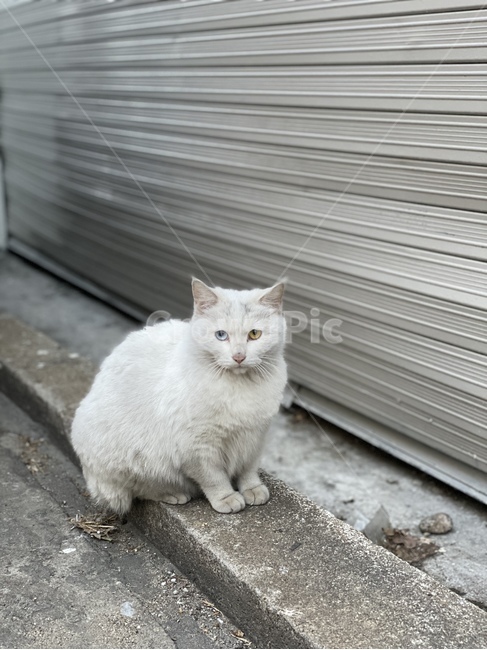 고양이,cat,animal,포유류,동물,pet,애완동물,오드아이,oddeye,odd,eye,길고양이,예쁜고양이,예쁜