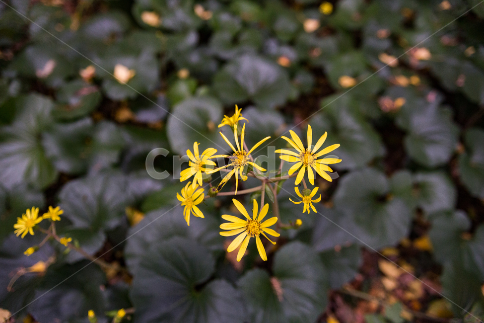 plant,식물,flower,꽃,자연,가을,아웃포커스,아웃포커싱,식물,자연,plants,nature,꽃,flower