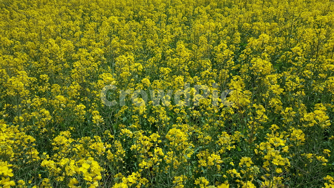 유채꽃,outdoors,옥외,nature,자연,farm,식물,plant