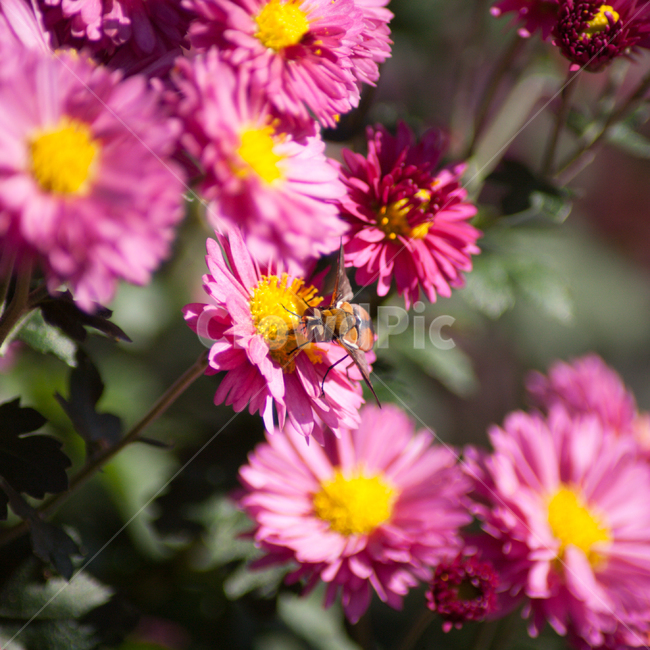 벌,꿀벌,곤충,noneybee,국화,flower,bee,꽃,식물,자연,plants,nature,꽃,flower