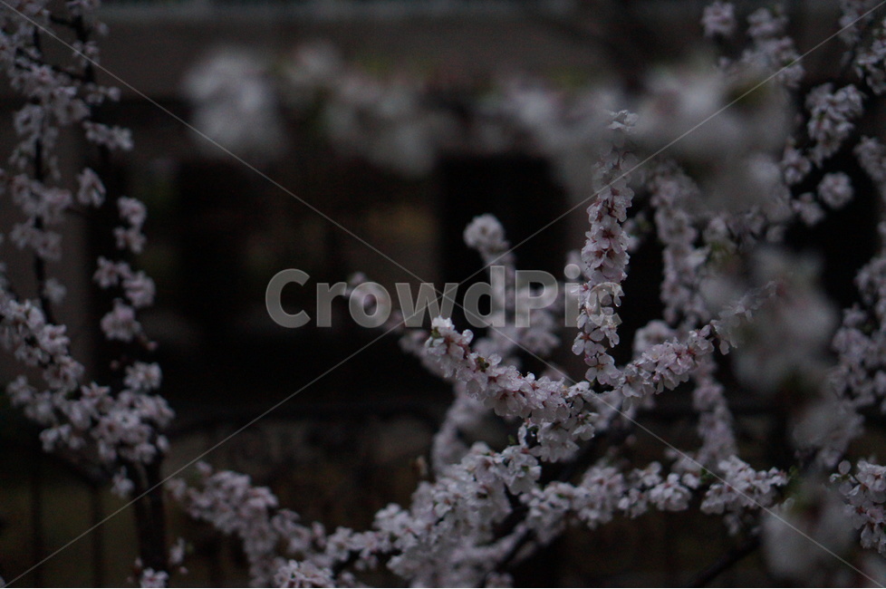매화꽃,봄,밤,불빛,흰색,봄,계절,spring,season,야경,밤,풍경,nightscape,night,landscape,식물,자연,plants,nature,꽃,flower,plant