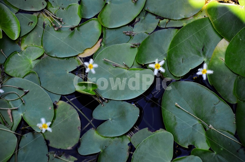 어리연꽃,조름나물과,야생화,여러해살이,수생식물,부엽성,식물,자연,plants,nature,꽃,flower
