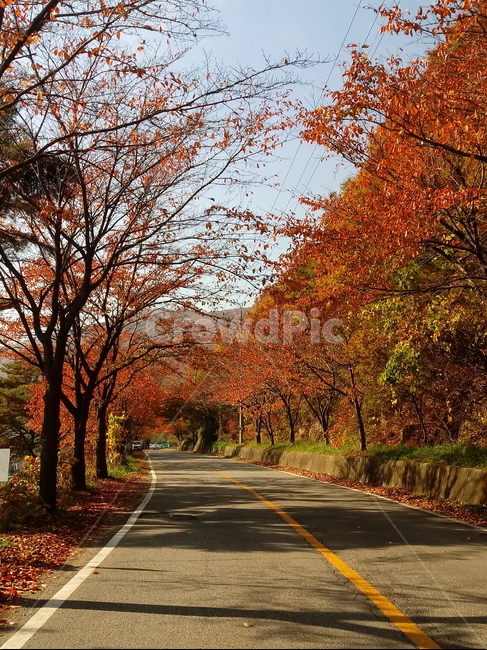도로,길,등산로,산책로,road,가을,단풍,낙엽,계절,가을,계절,fall,autumn,season,asphalt,아스팔트,plant,식물,tree,나무