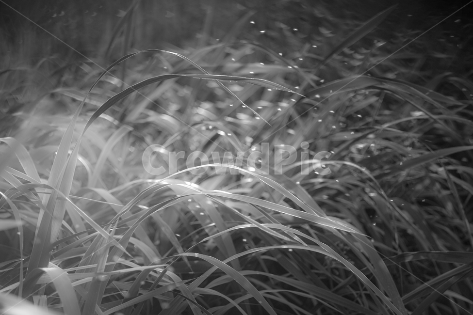 풀잎,자연,이슬,구슬,들판,야생,잡초,식물,자연,plants,nature,흑백,모노톤,monochrome,black and white