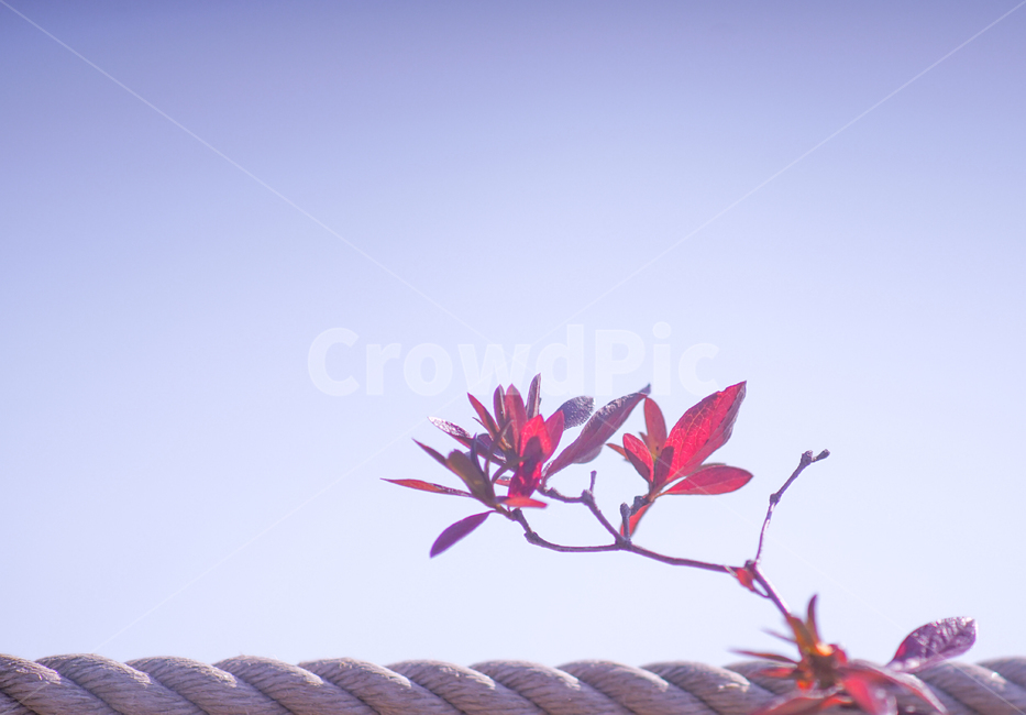 가을,단풍,나무,잎,잎새,자연,식물,계절,감성,가을,계절,fall,autumn,season,식물,자연,plants,nature,plant,leaf