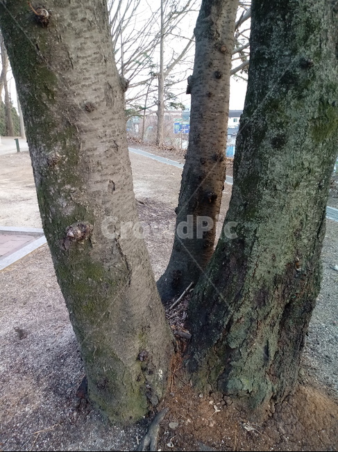 나무,나무줄기,나무가지,식물,tree,treetrunk,plant