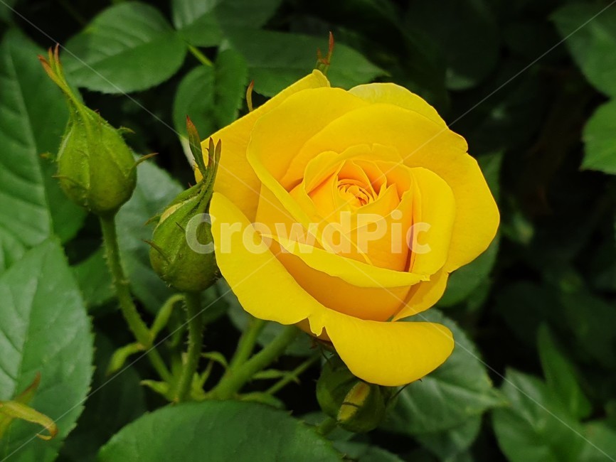 장미,노란장미,rose,yellowrose,장미한송이,식물,자연,plants,nature,꽃,flower